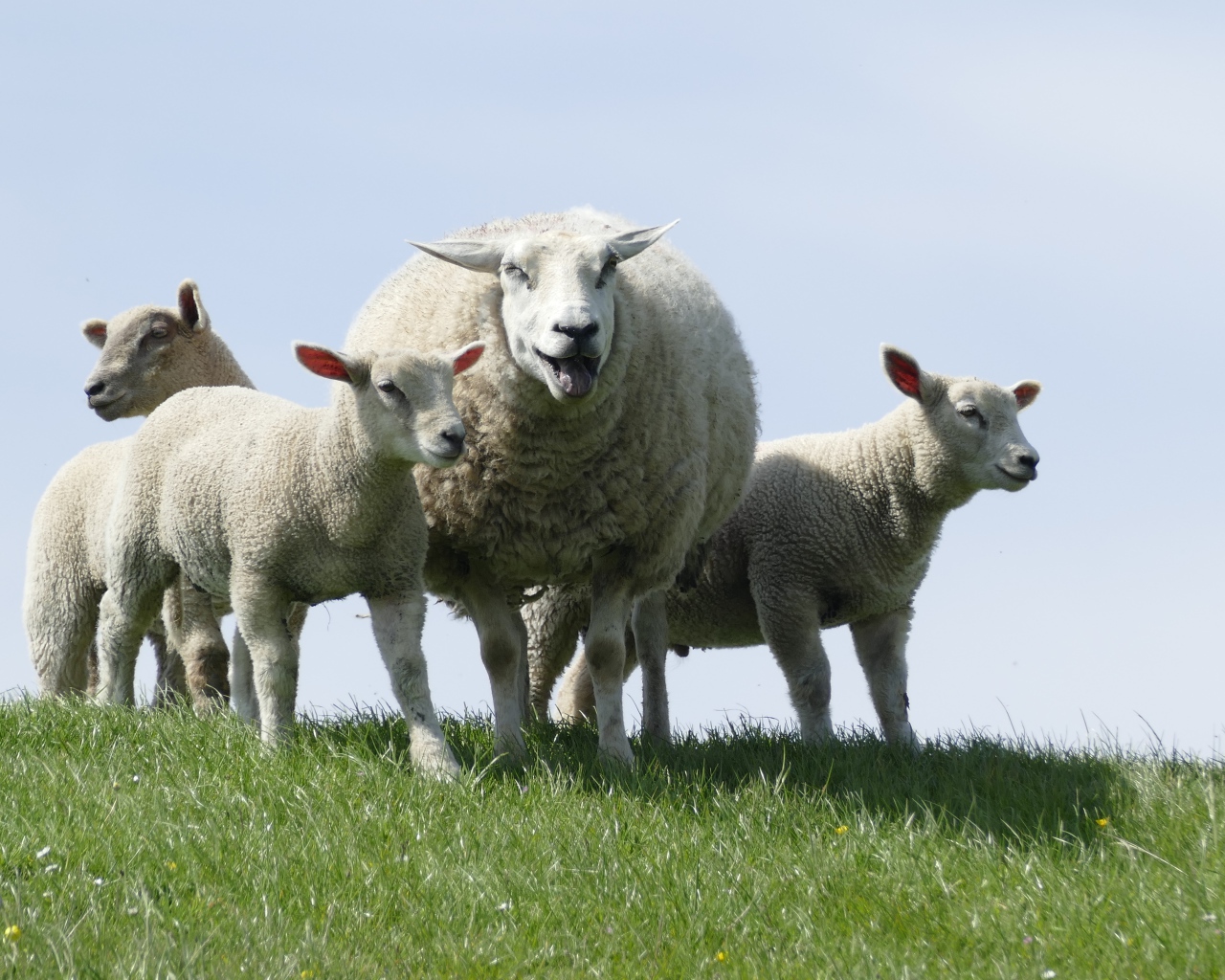 Большая овца с ягнятами по зеленой траве