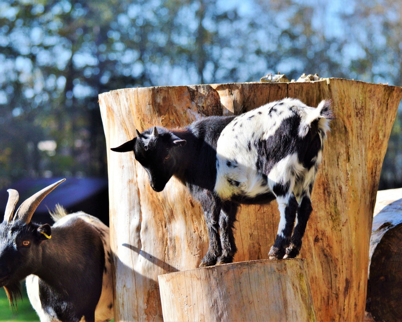 Коза с козленком у старого дерева
