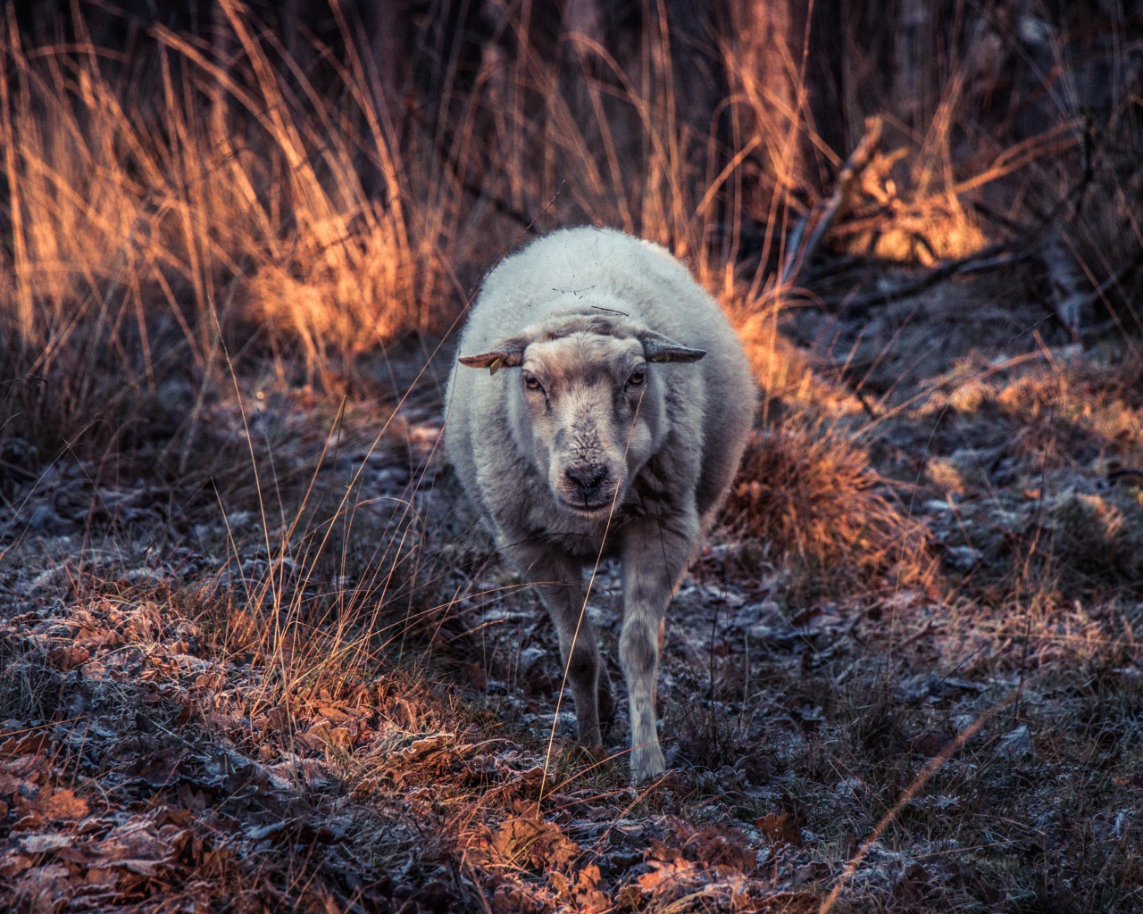 Овца гуляет по покрытой инеем траве 