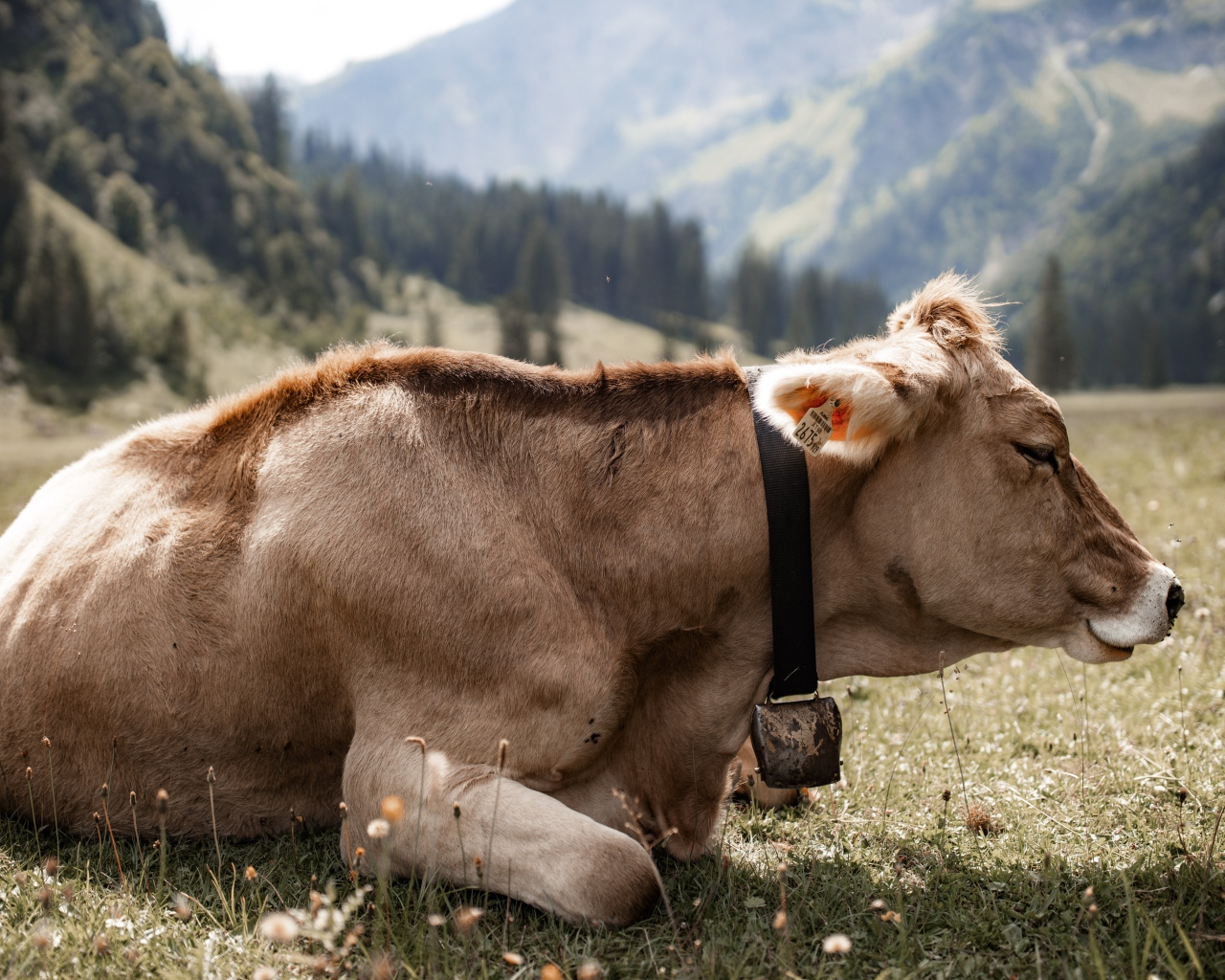 Симментальная корова лет на поляне