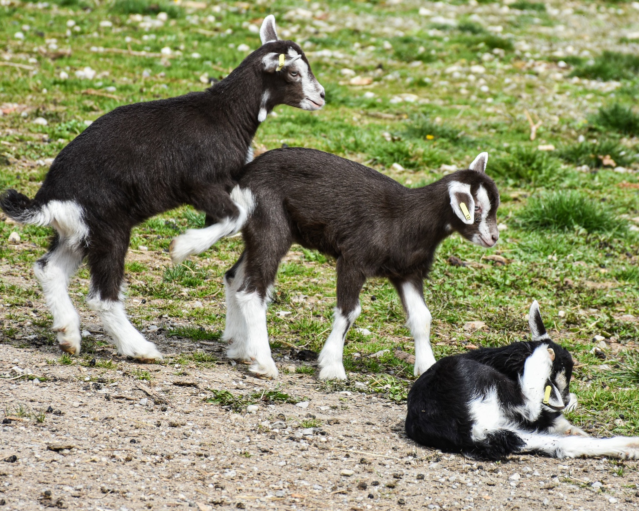 Три маленьких маленьких козленка на траве