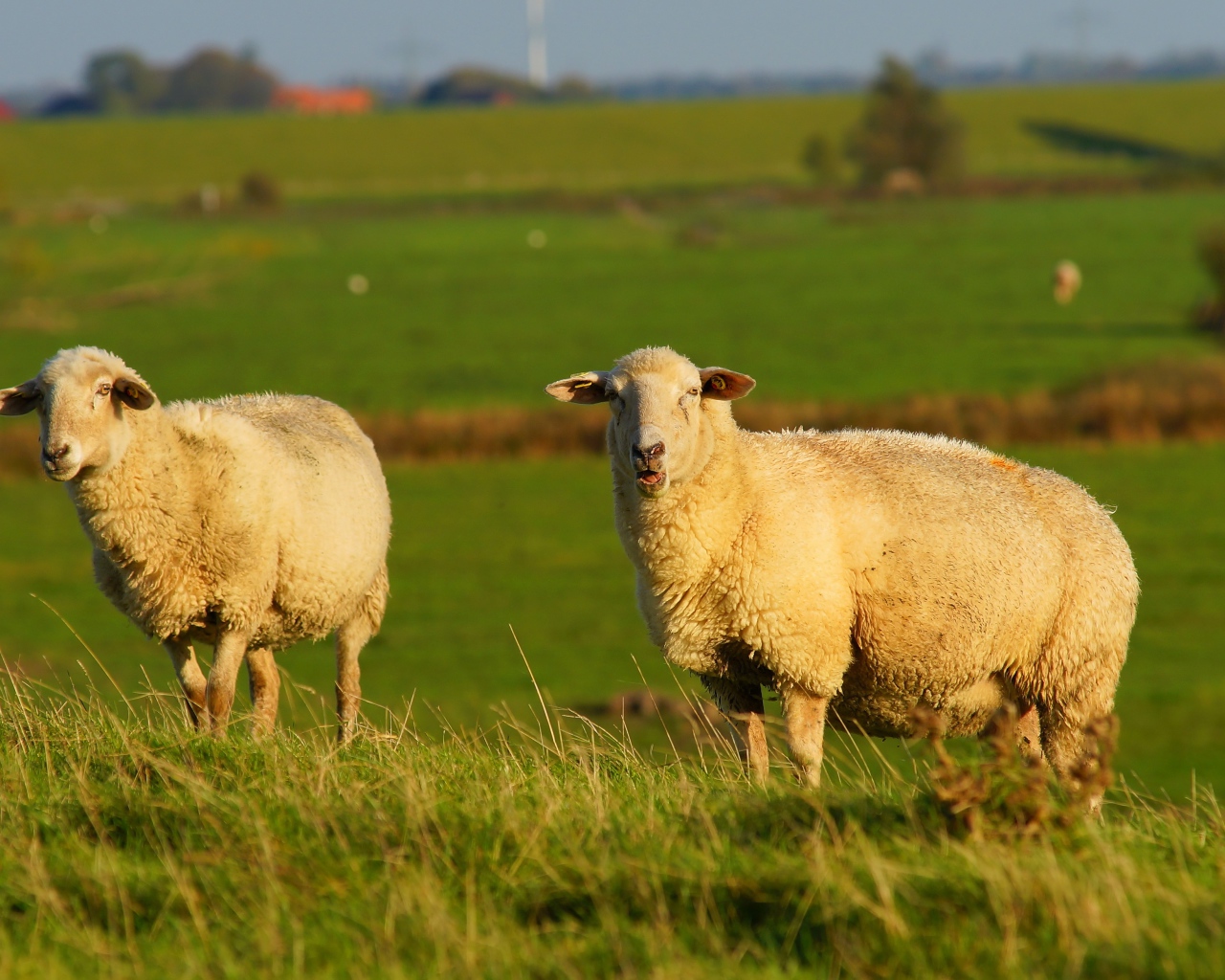 Две большие пушистые овцы на зеленой траве