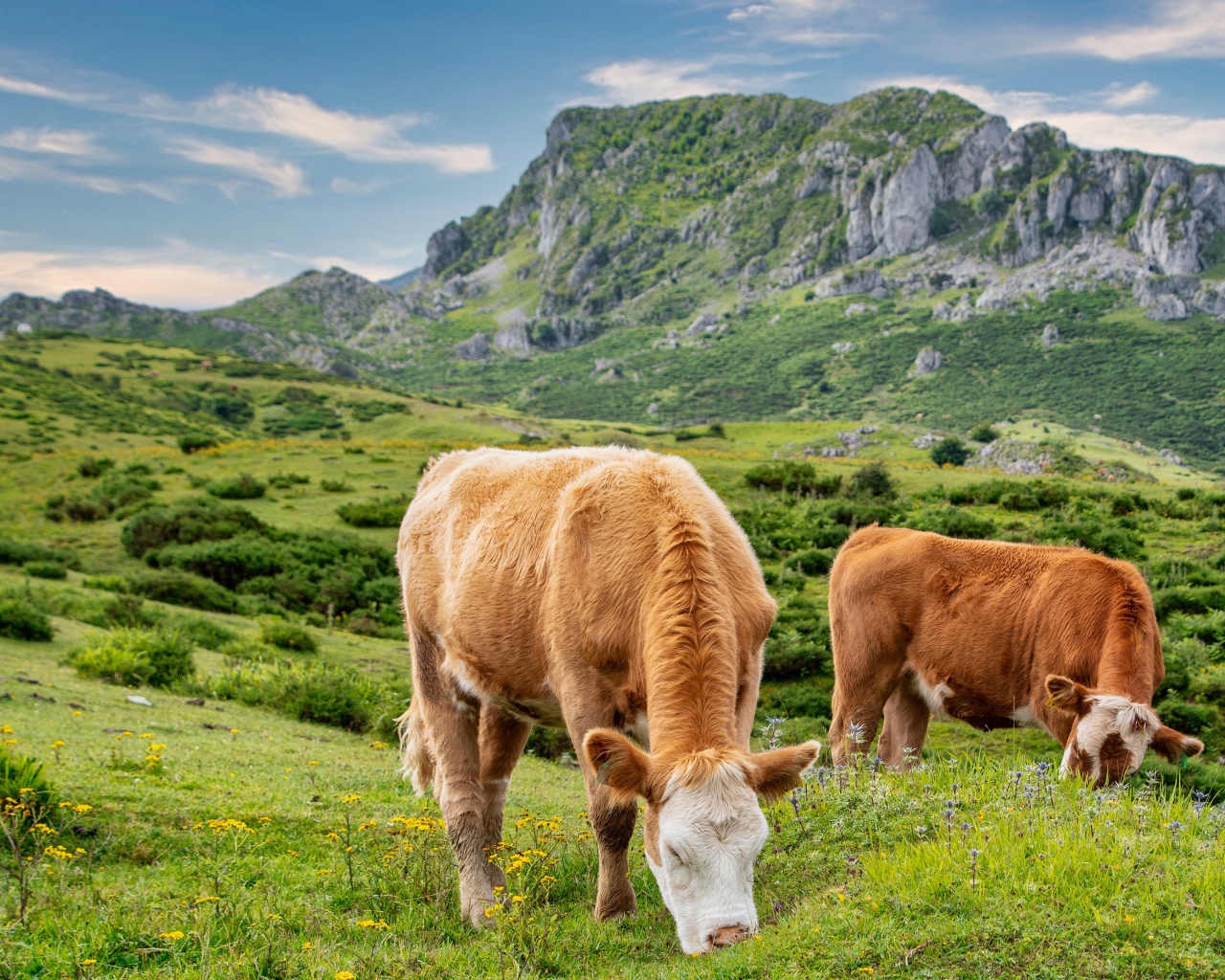 Две коричневые коровы на пастбище в горах