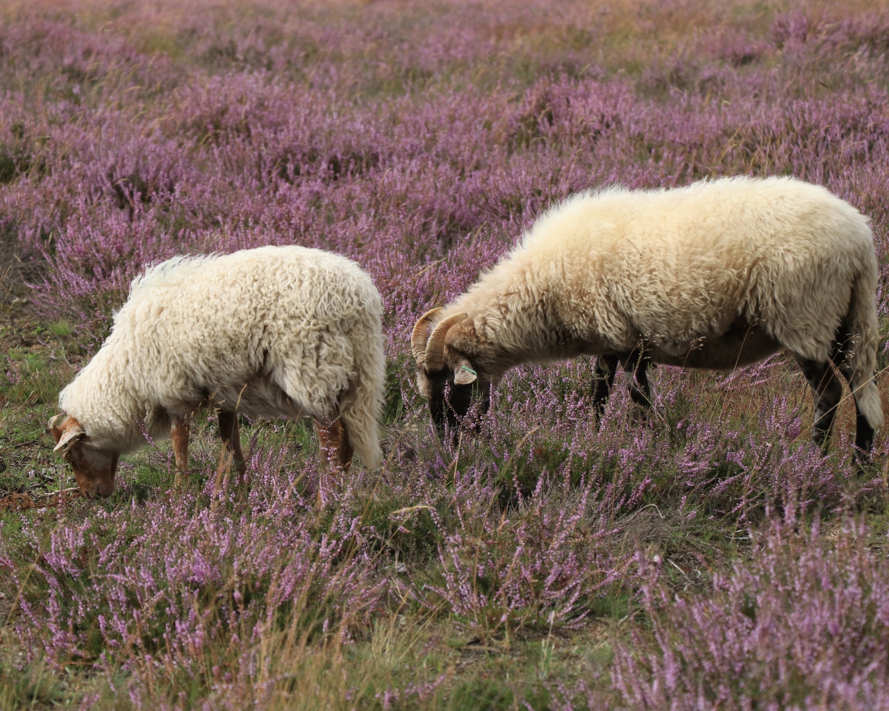 Две овцы на поле с розовыми цветами 