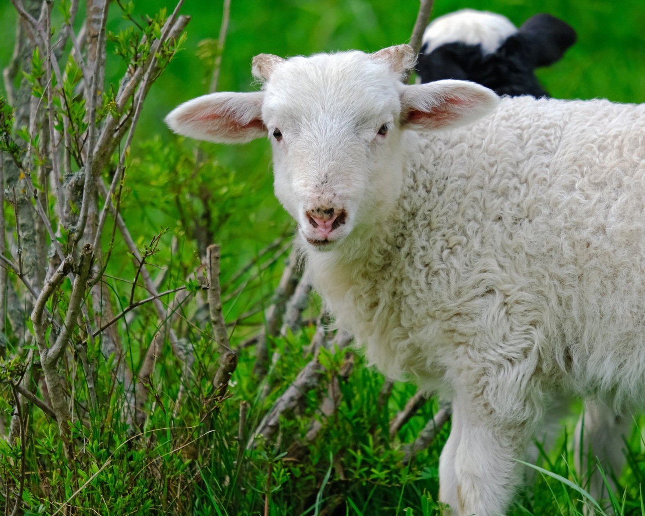 Белая овца пасется на зеленой траве 