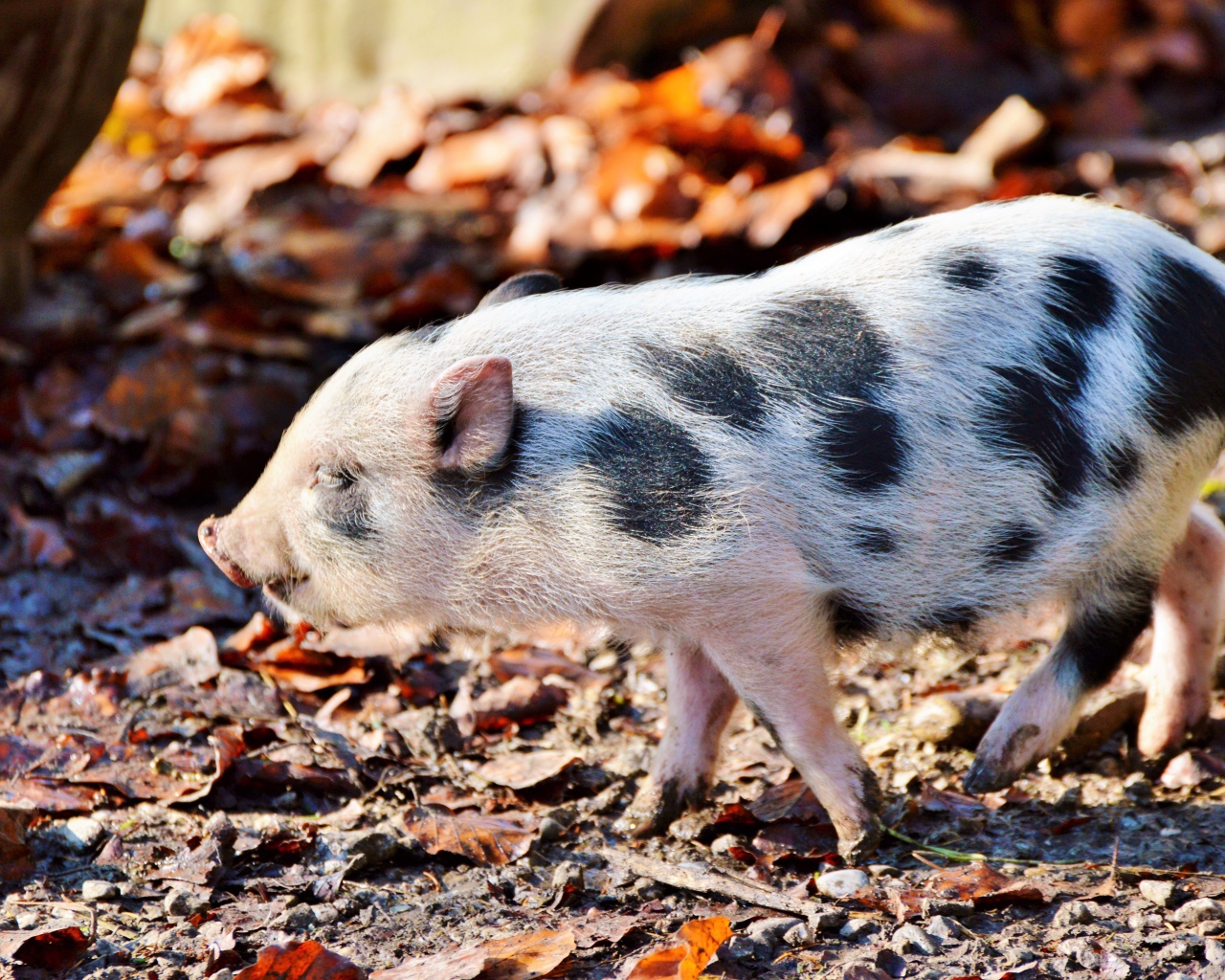 Маленький мини пиг гуляет в парке 