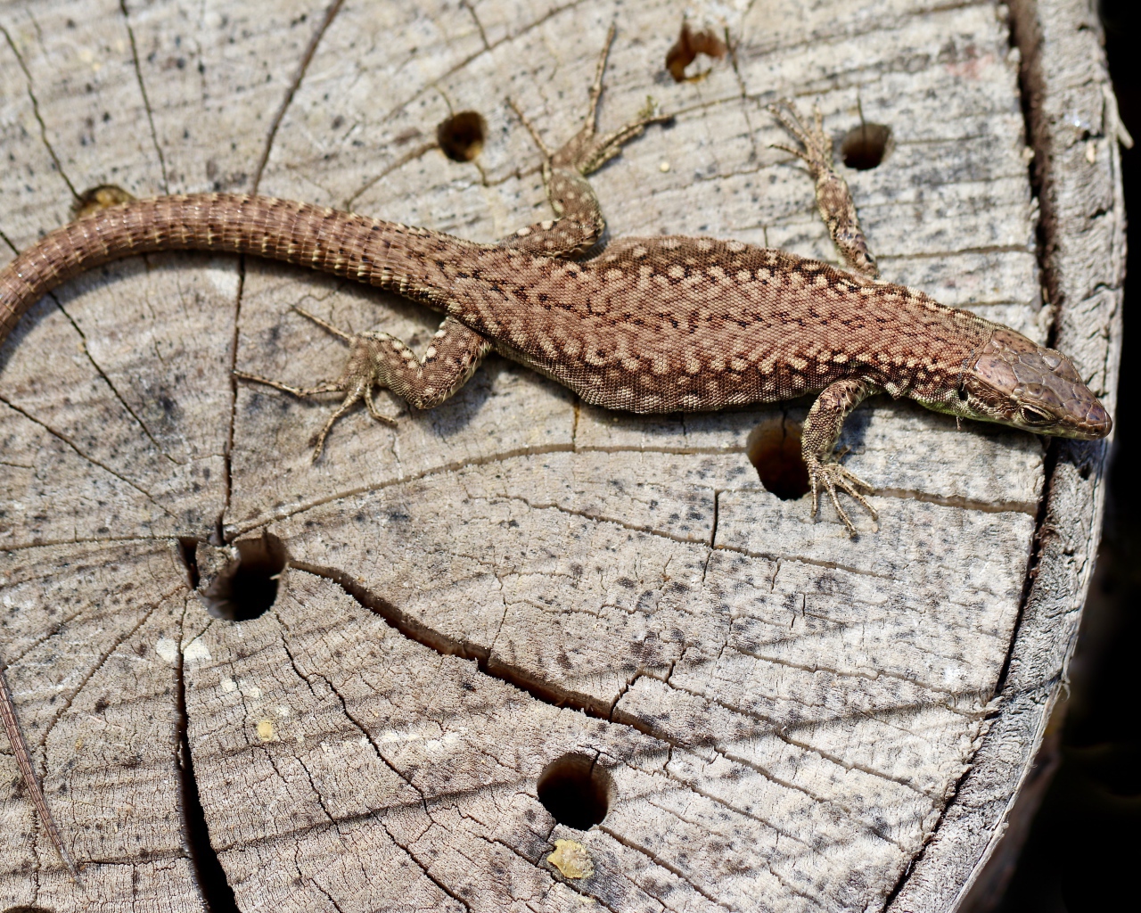 Beautiful lizard on an old tree stump