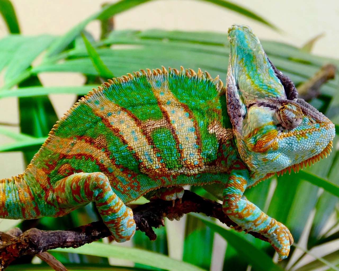 Красивый разноцветный хамелеон на ветке зеленого растения 