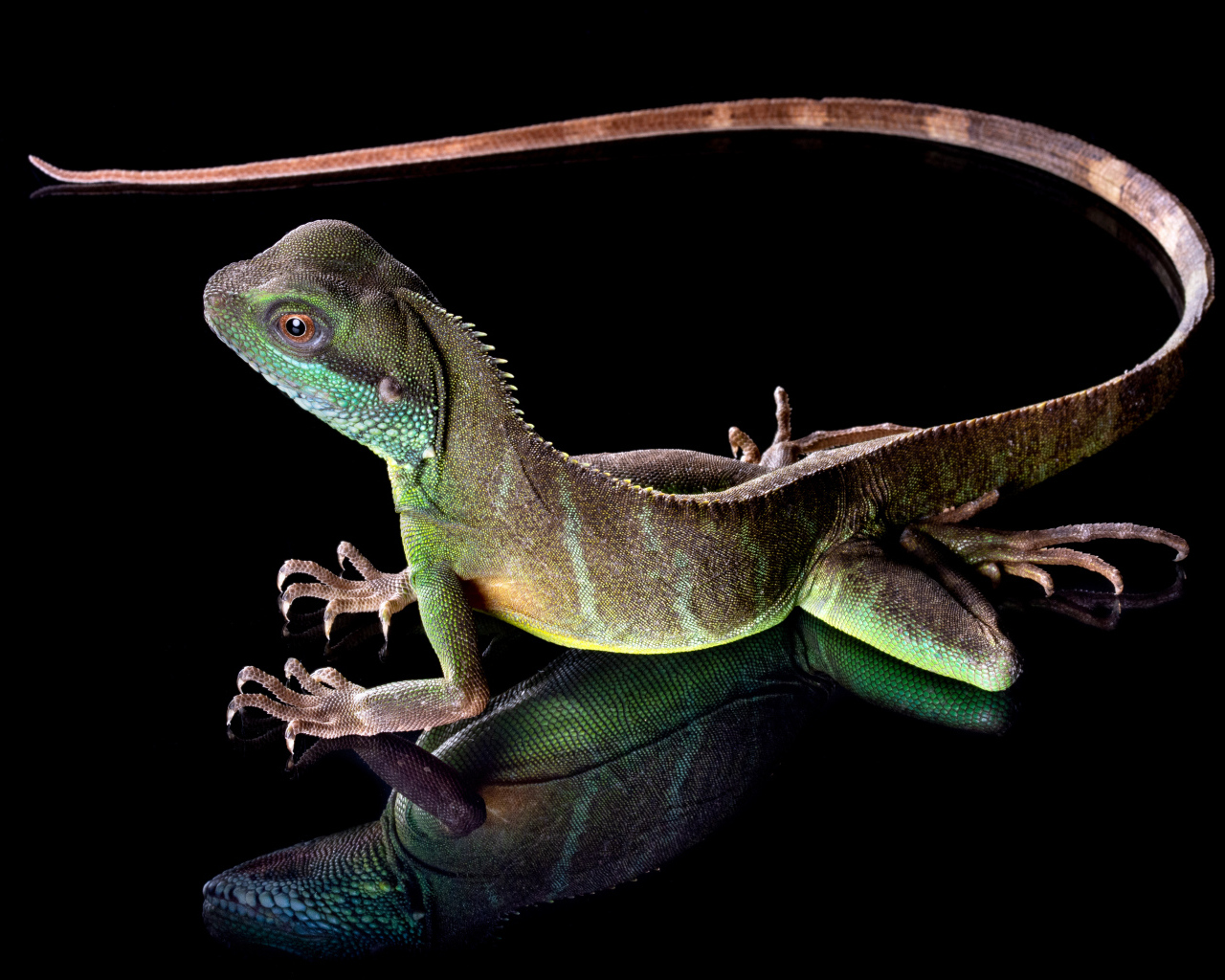 Красивая разноцветная ящерица на черном фоне 