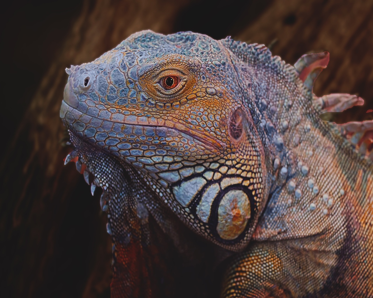 Большая голубая игуана крупным планом 