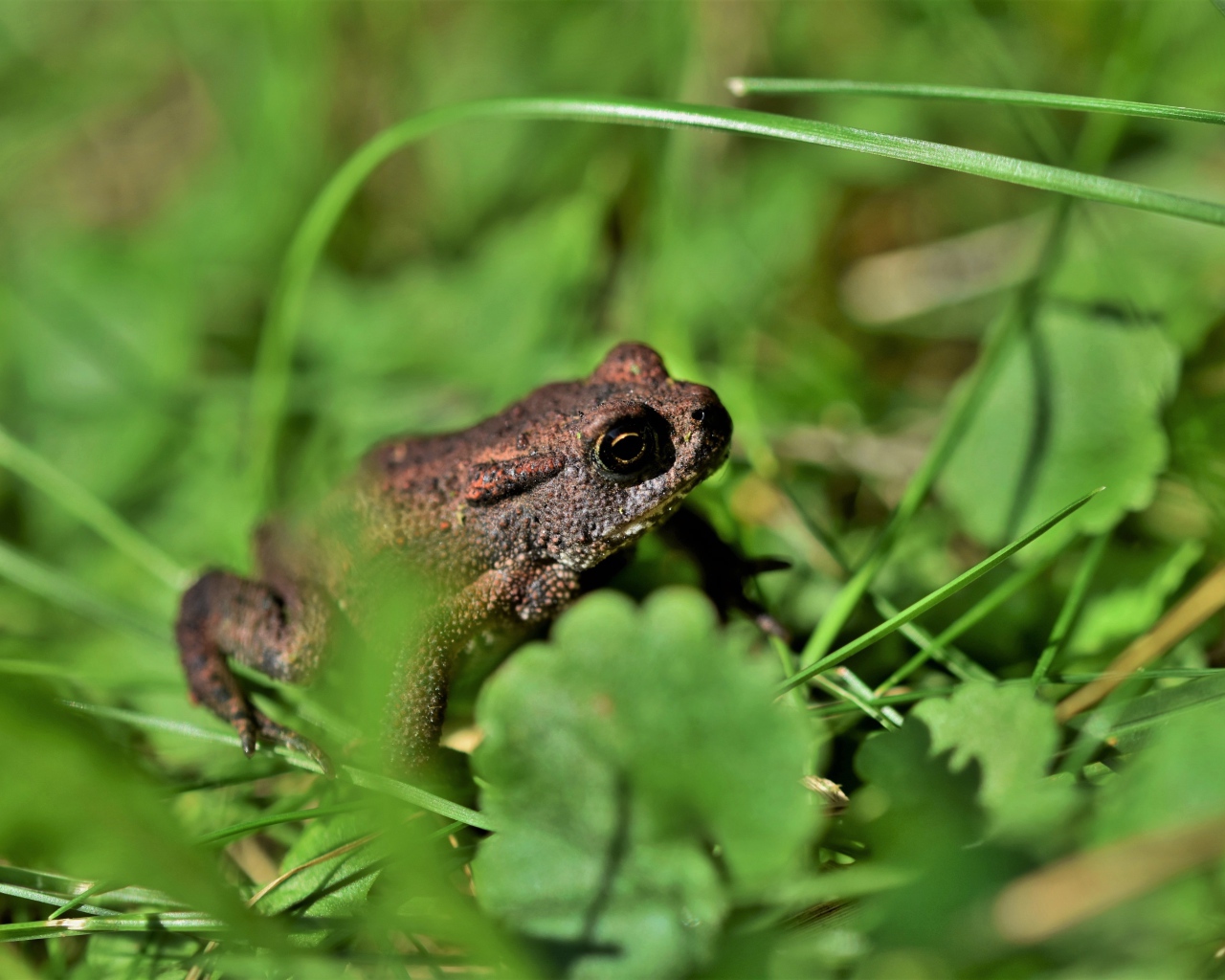 Большая лягушка сидит в зеленой траве