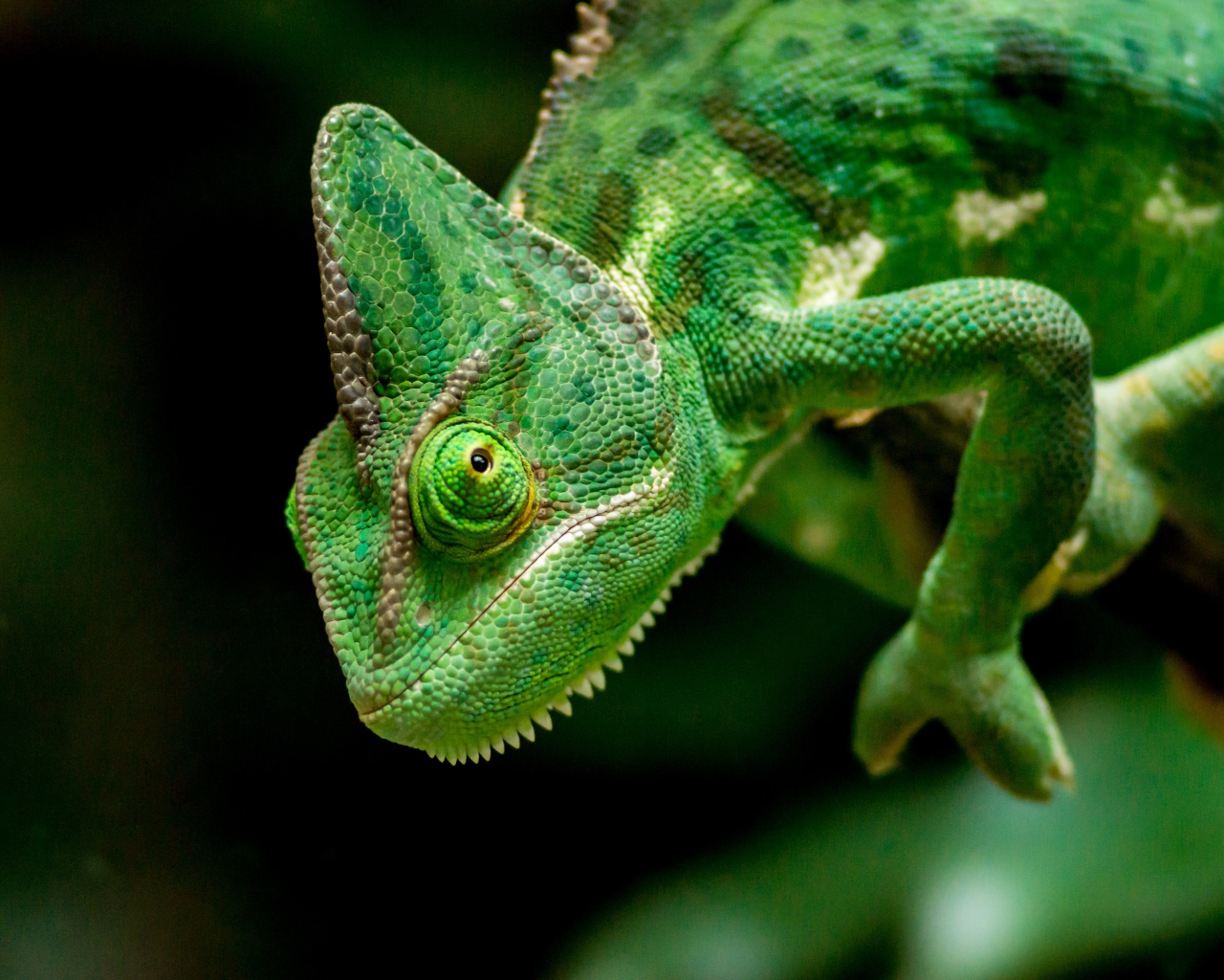 Большой зеленый хамелеон крупным планом