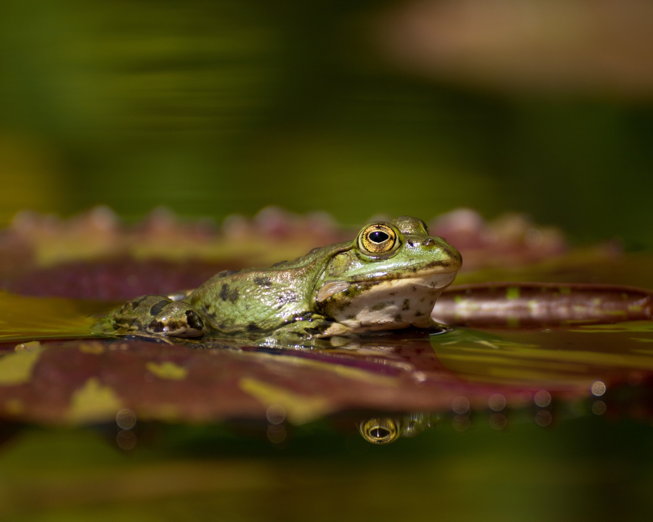 Большая зеленая лягушка на зеленом листе в воде