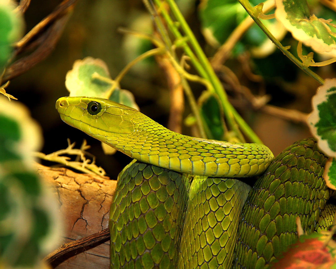 Большая зеленая змея в листьях 