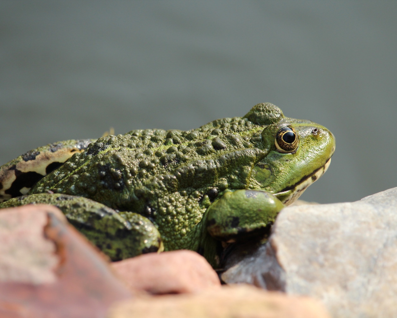 Big green toad sitting on a stone