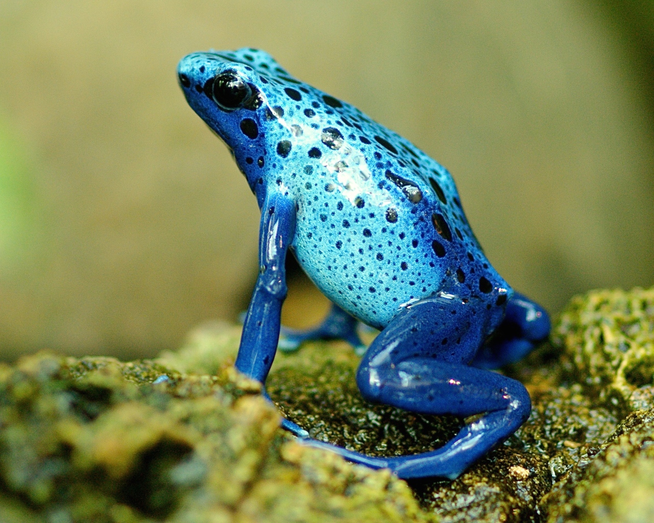 Голубая экзотическая лягушка на камне