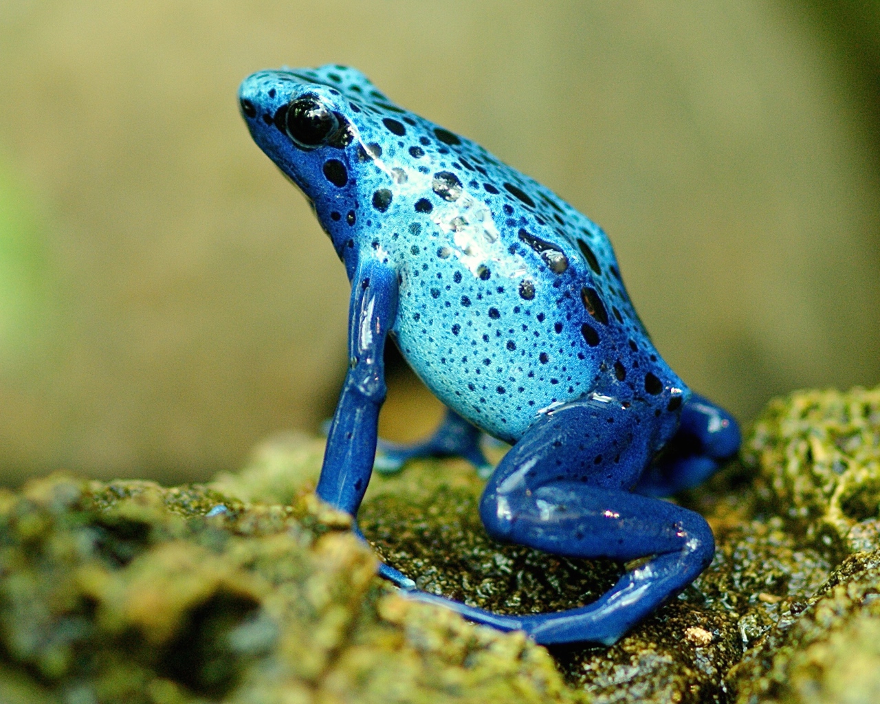 Blue exotic frog on a stone