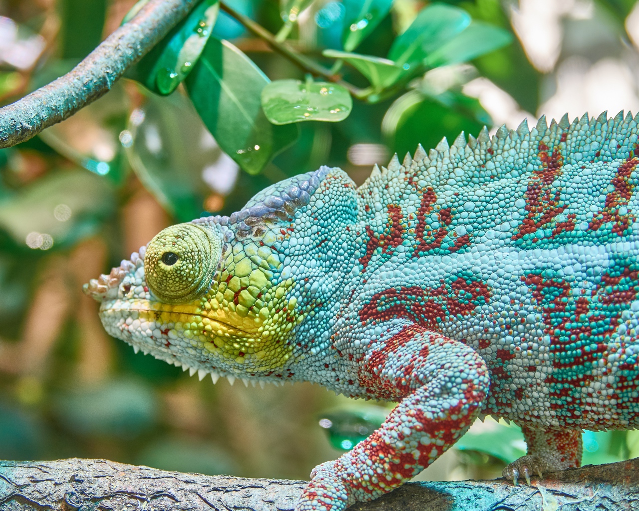 Голубая игуана сидит на ветке дерева