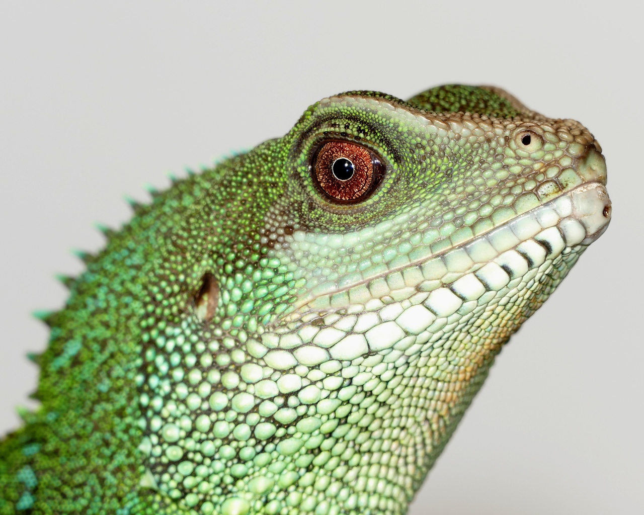 Китайский водный дракон на сером фоне