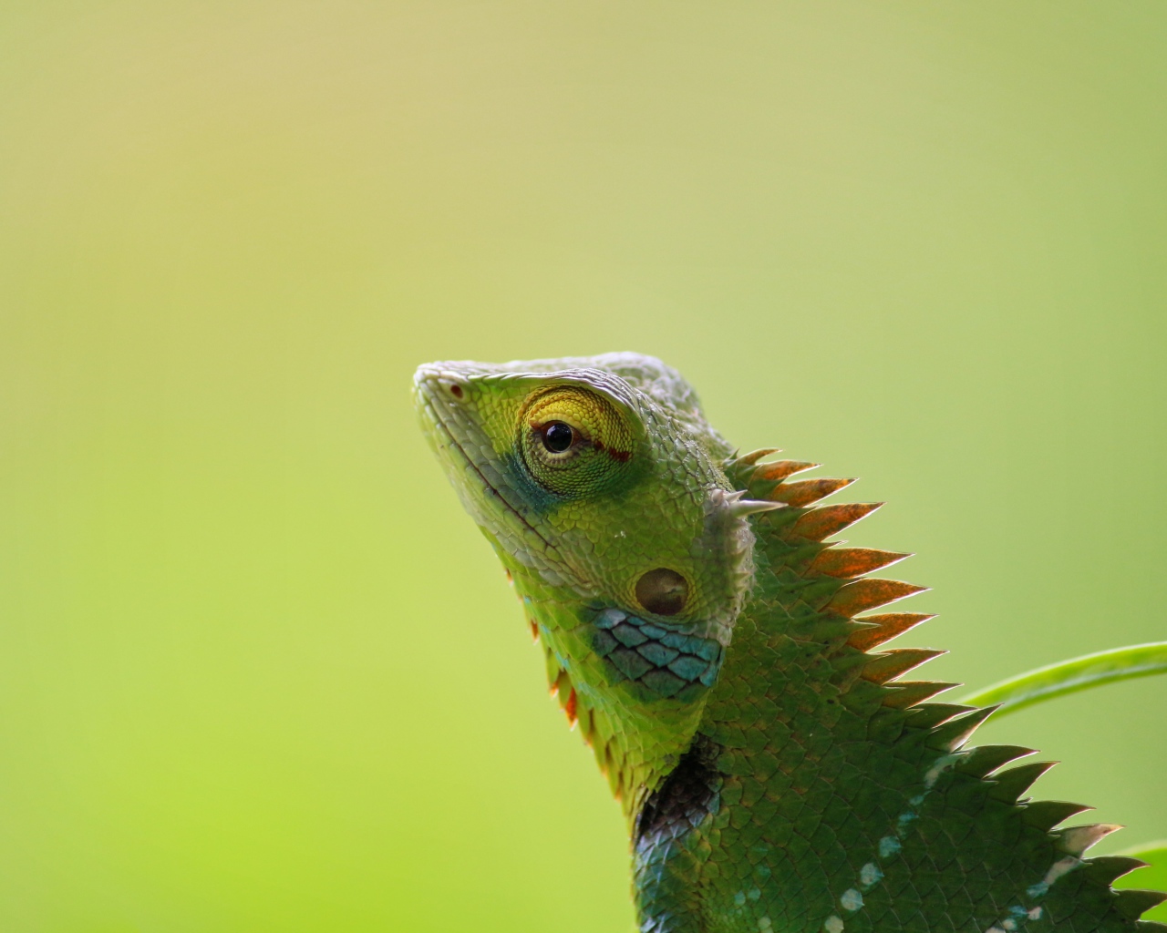 Зеленый хамелеон сливается с фоном