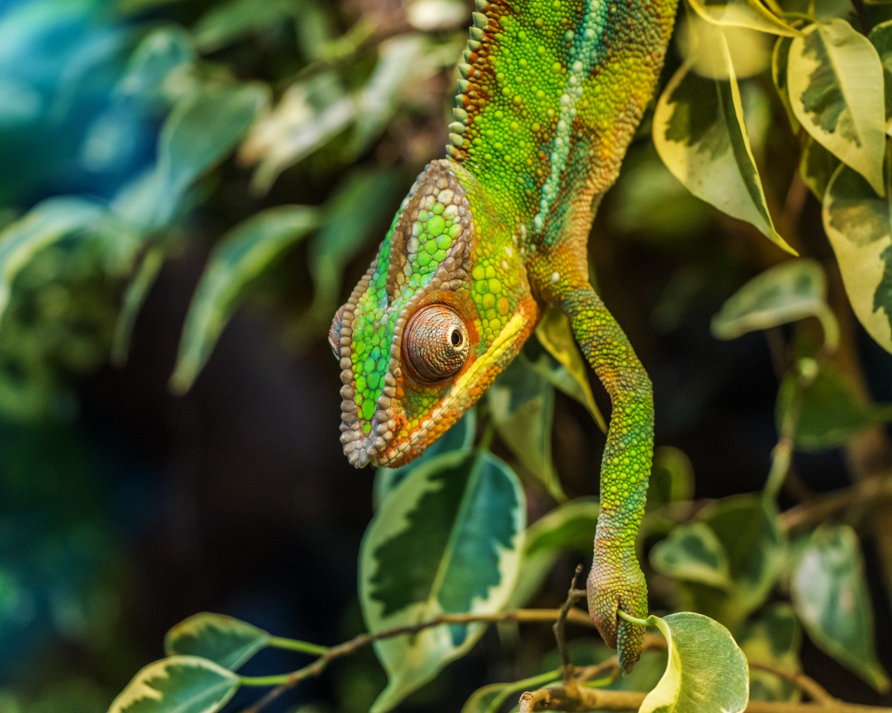Зеленый хамелеон на ветке с зелеными листьями 