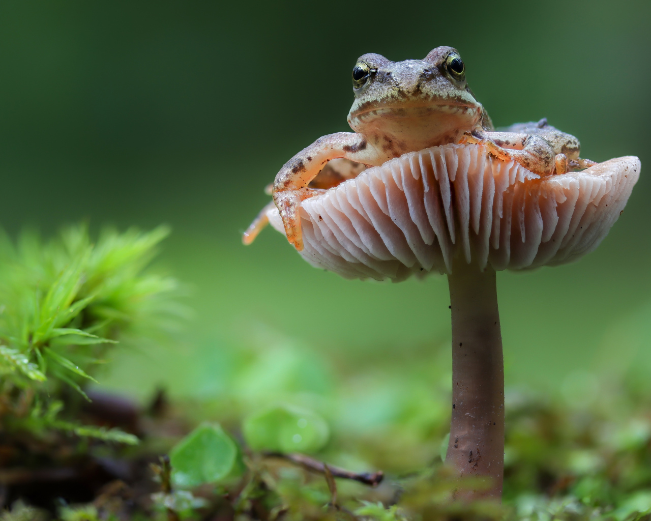 Зеленая лягушка сидит на грибе в лесу