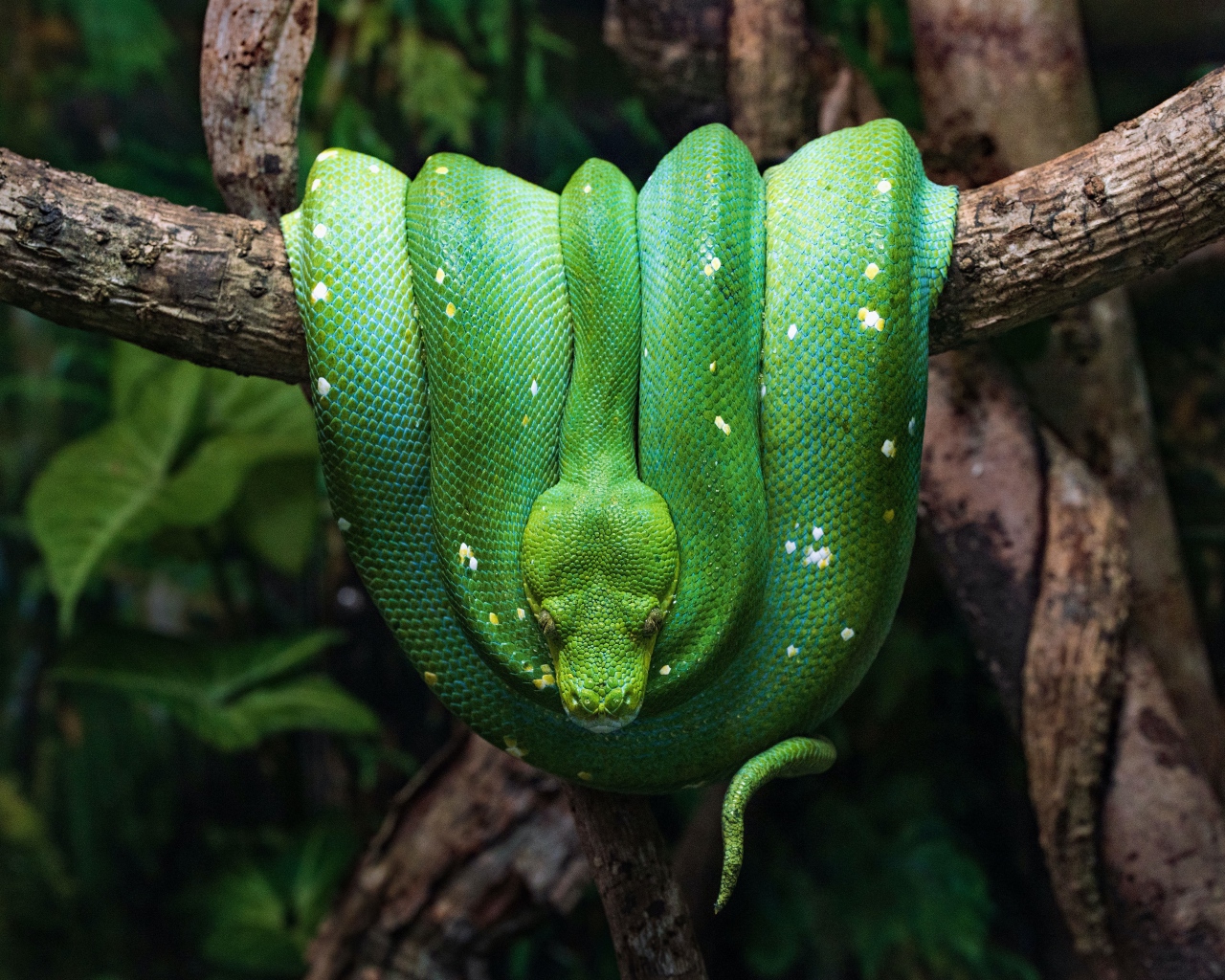 Зеленая змея висит на ветке дерева 