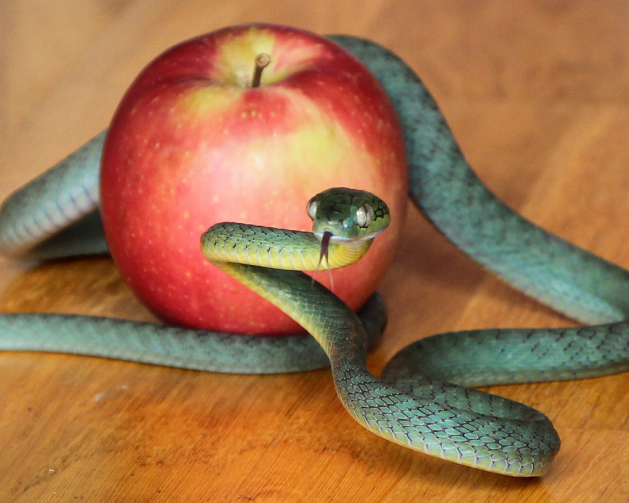 Зеленая змея с красным яблоком на столе 