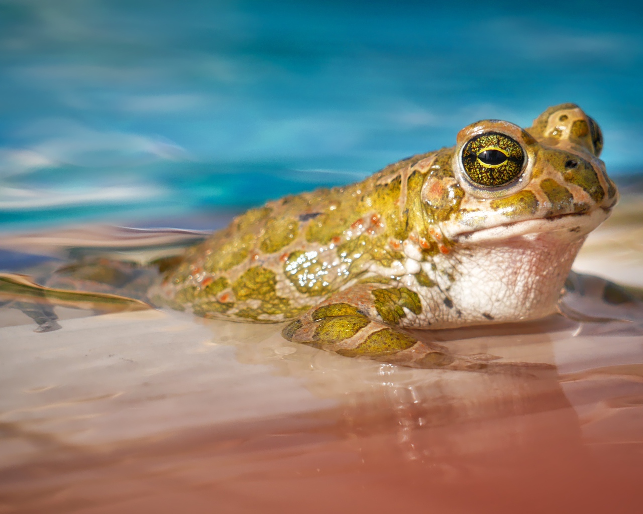 Green toad sitting in blue water