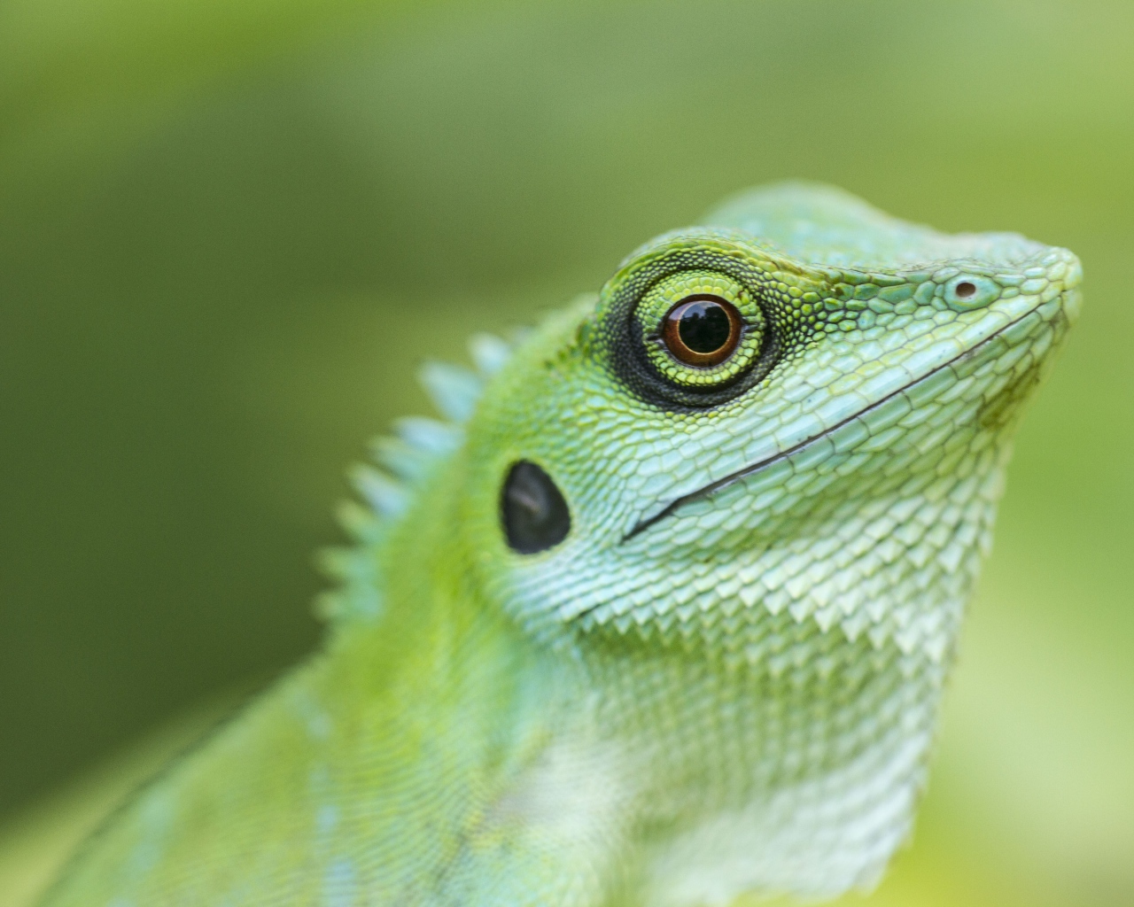 Голова зеленой хохлатой ящерицы крупным планом 