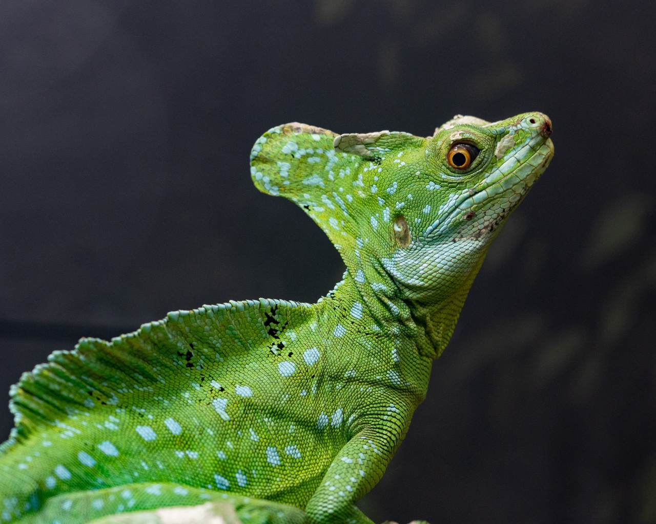 Большой зеленый василиск на сером фоне