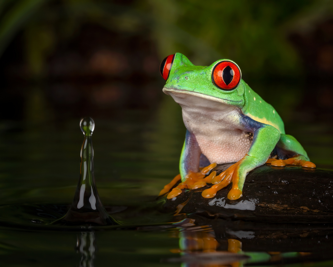 Большая зеленая лягушка на камне в воде 