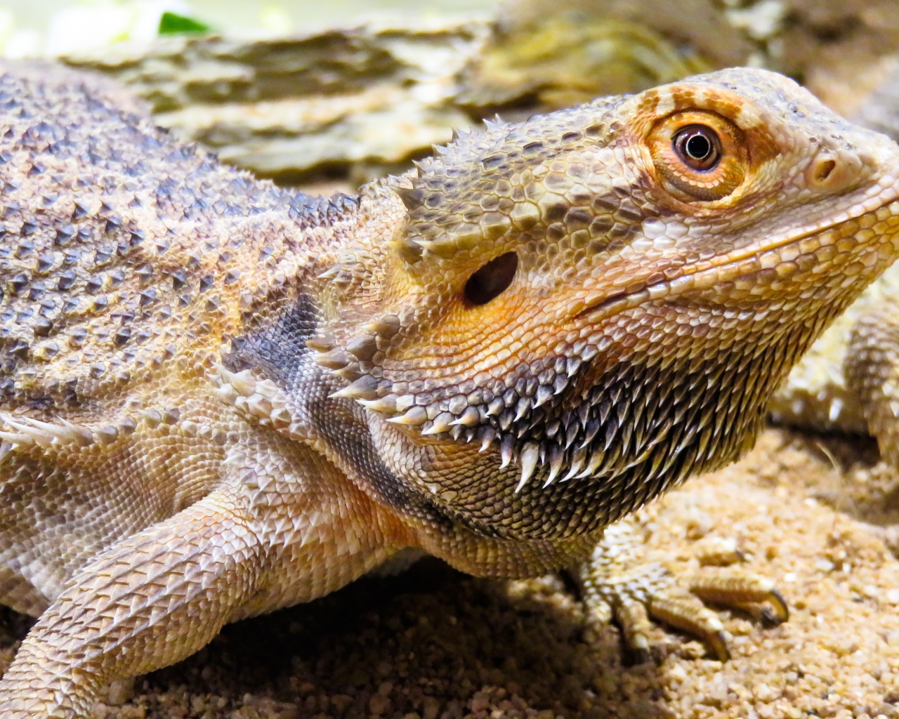 Большая колючая игуана крупным планом