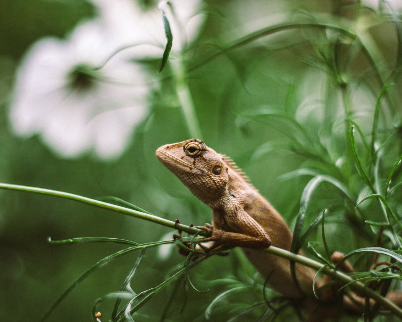 Маленькая игуана сидит на зеленой траве 