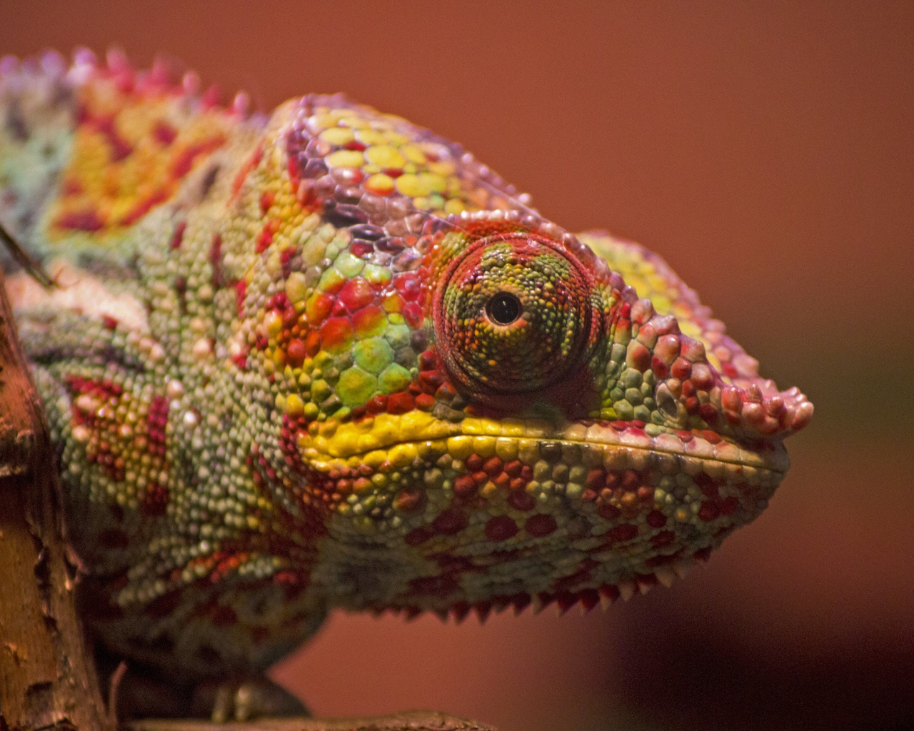 Разноцветный хамелеон сидит на ветке крупным планом