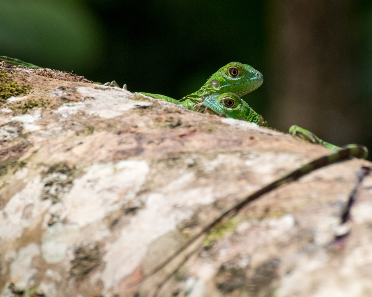 Две зеленых ящерицы на дереве