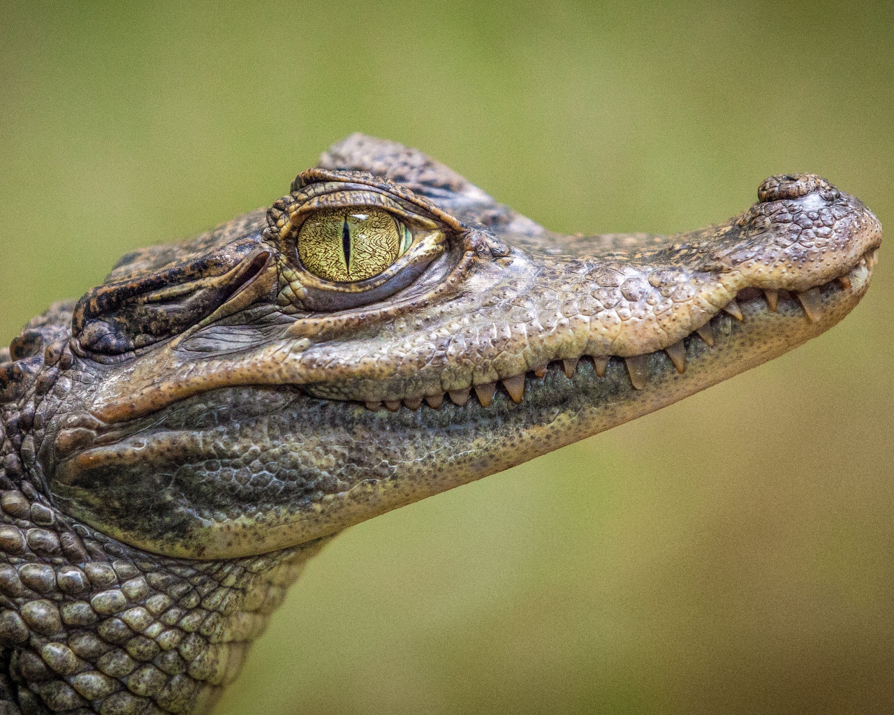 Молодой аллигатор с острыми зубами крупным планом