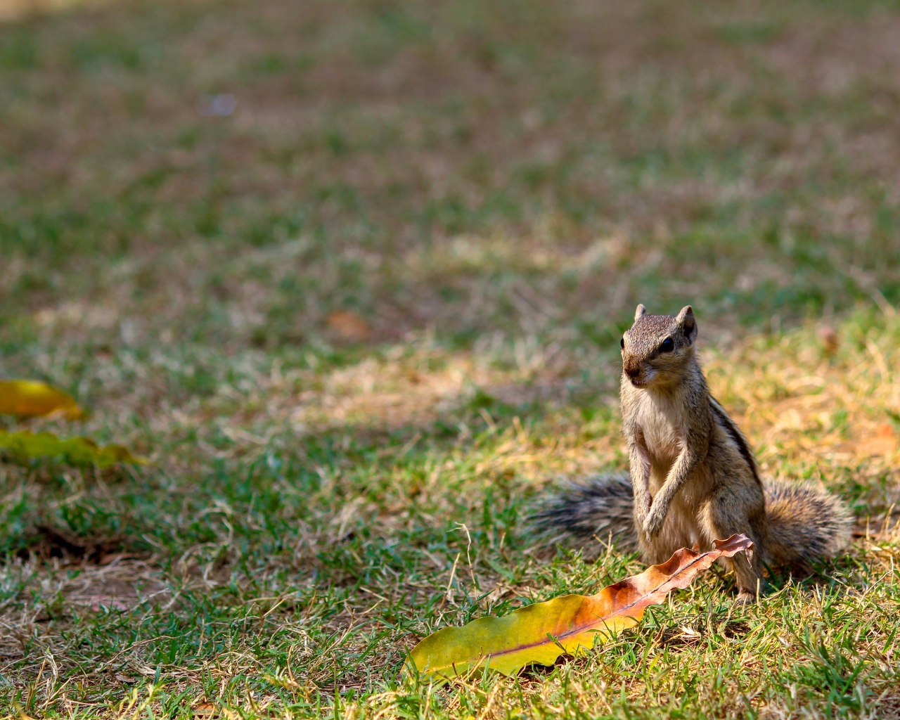 Chipmunk sitting on green grass