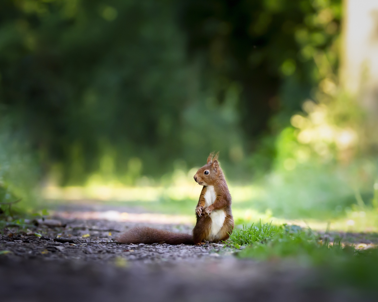 Confused red squirrel on the road