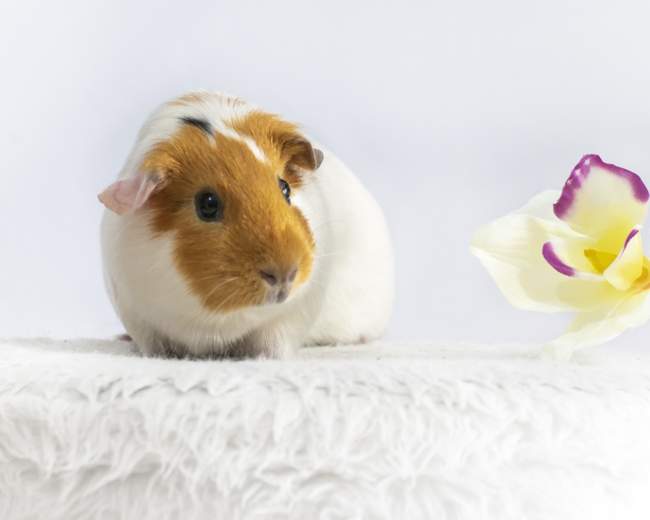 Морская свинка с белым цветком орхидеи