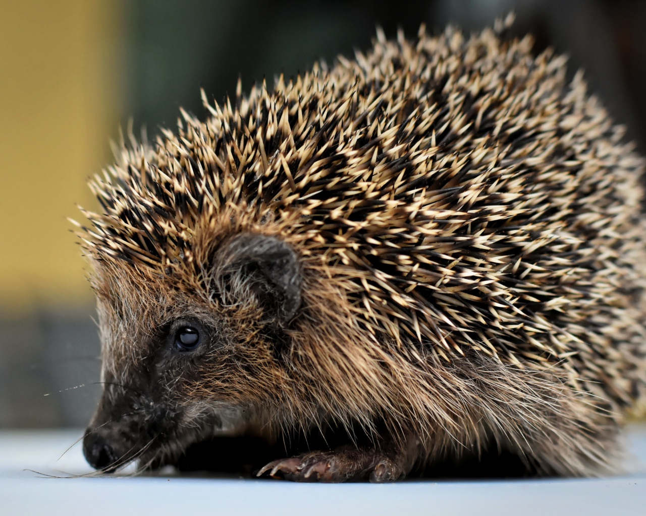 Большой старый колючий еж с длинными иголками