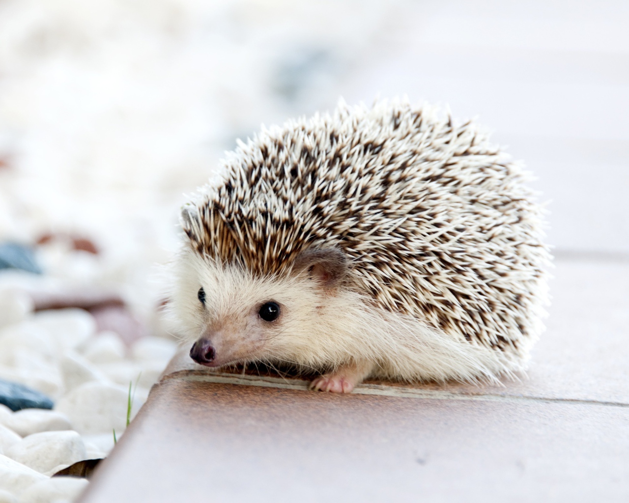 Большой колючий ежик с черными глазами 