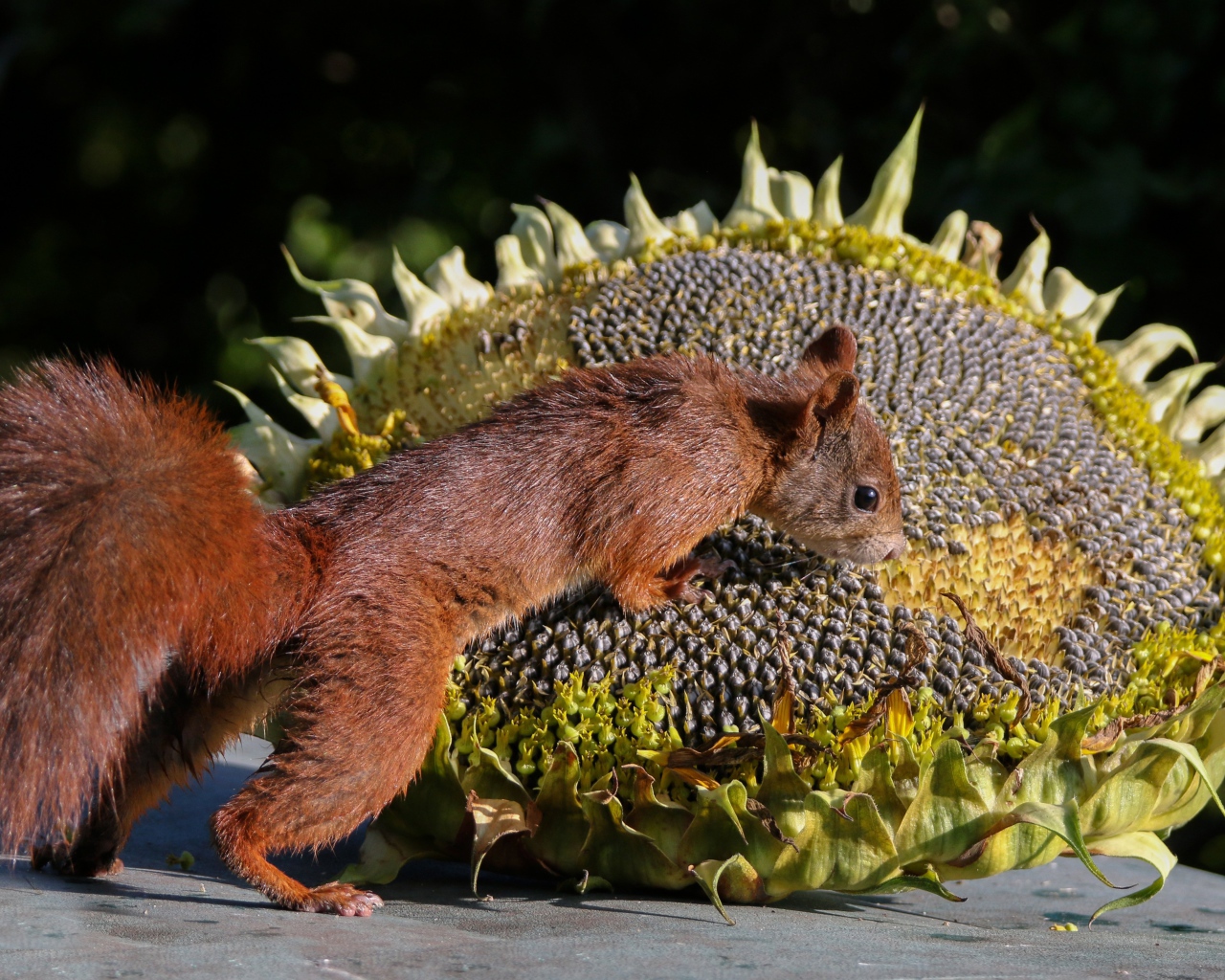 Little fluffy squirrel with sunflower