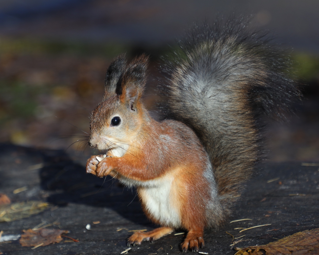 Маленькая рыжая белка грызет орех