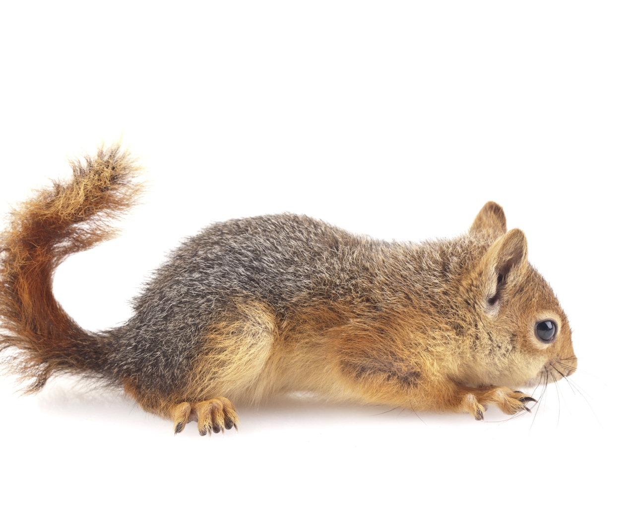 Маленькая рыжая белка на белом фоне 