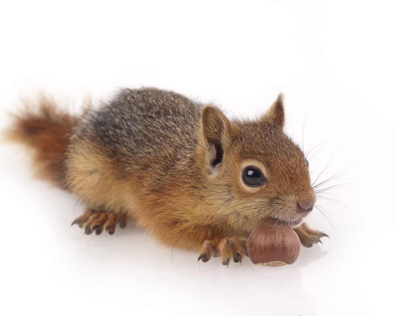Маленькая рыжая белка с орехом на белом фоне