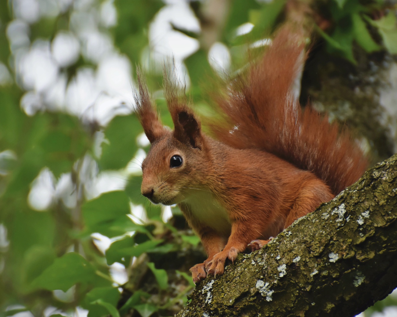 Red squirrel sits on a tree branch with green leaves