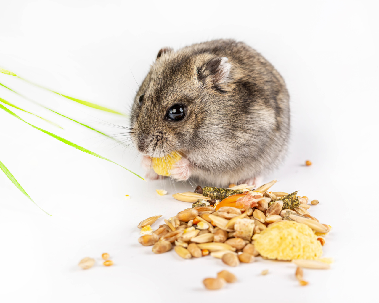 Small gray hamster gnaws grain on a white background