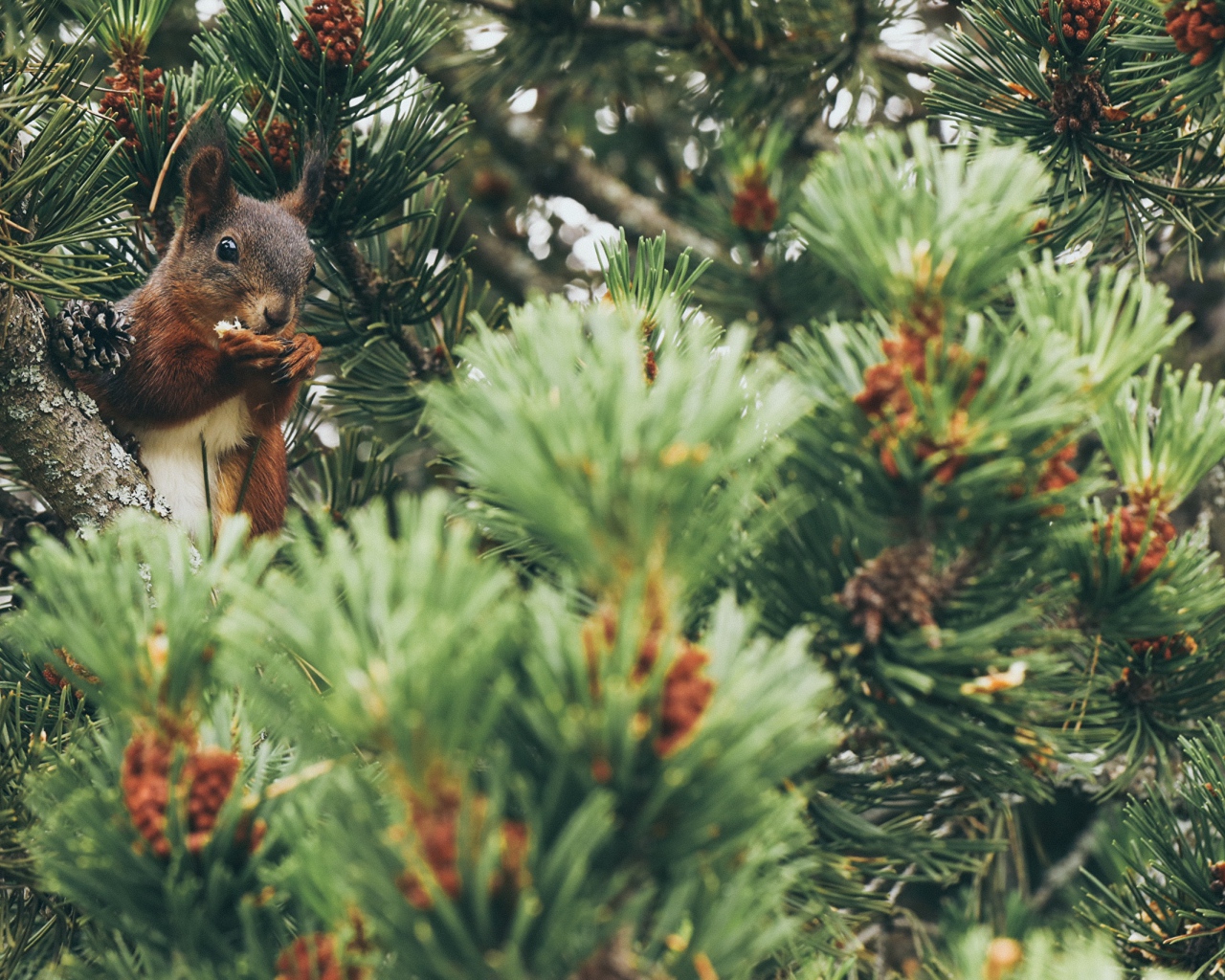 Squirrel gnaws a nut on a pine branch