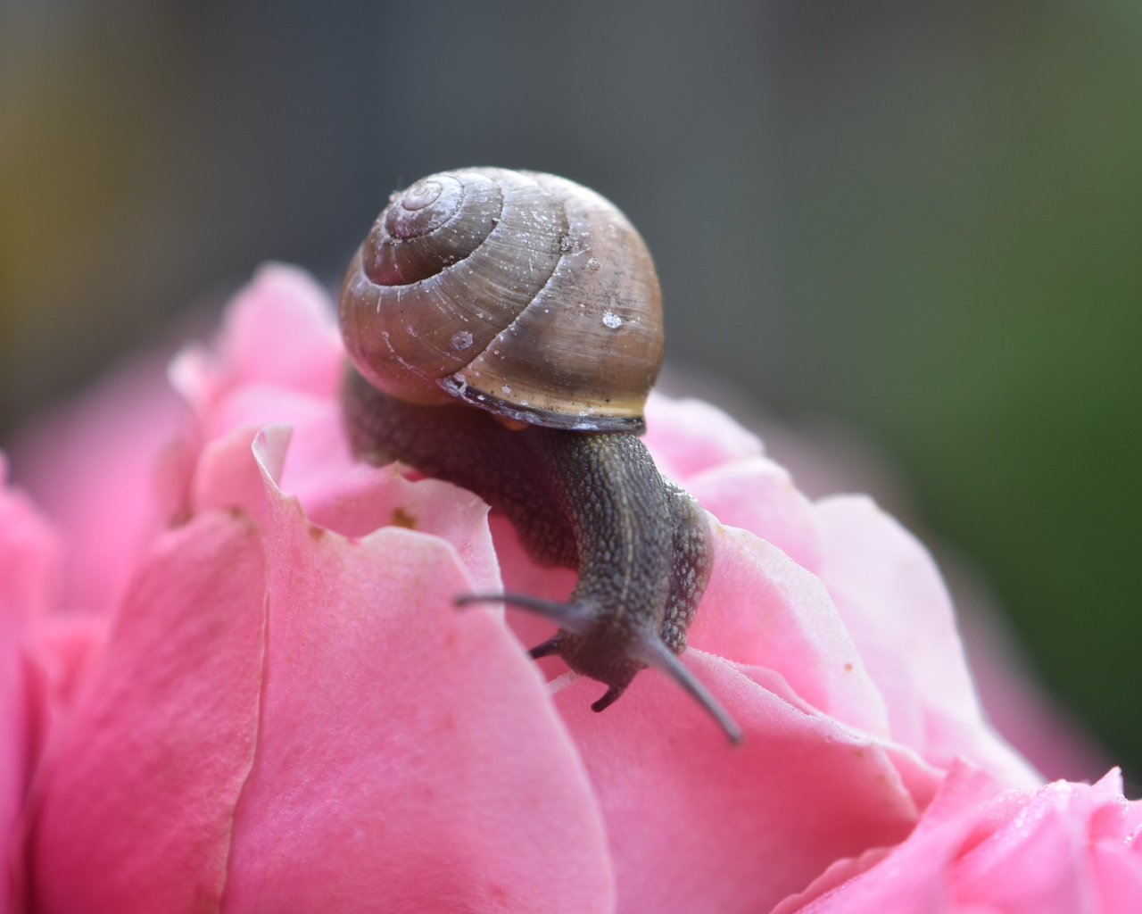 Большая улыбка сидит на розовом цветке розы
